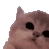 猫,動物,かわいい,しぐさ