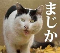 猫,白黒,驚き,まじか,動物,文字入り