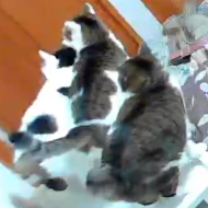 猫,動物,複数,室内