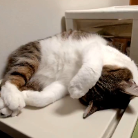 猫,寝る,可愛い,動物,テーブル