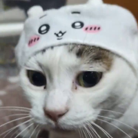 猫,動物帽子,かわいい,キャラクター帽子