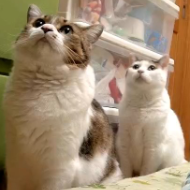 猫,2匹,動物,可愛い,室内